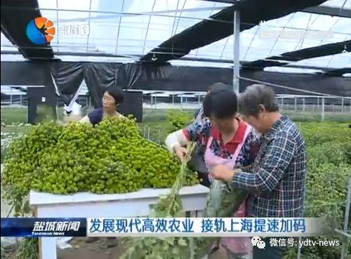 盐城吃瓜最新事件爆料新闻,最新吃瓜事件，真相揭秘！